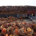 Menang di WTO, Pemerintah Desak Eropa Buka Pasar Ekspor Sawit RI
