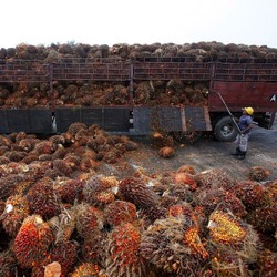 Banjir Sentimen Positif, Harga CPO Naik Nyaris 2%