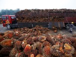 Bos Sawit, CPO Kehabisan Bensin, Gak Kuat Ngegas!