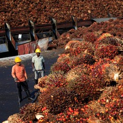 Harga Terus Cetak Rekor, Harga CPO Woles Dulu Lah!