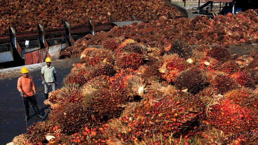 Palm oil woes.	(Reuters/Samsul Said)