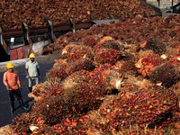 Pengembangan CPO untuk B20 Angkat Saham LSIP