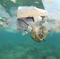 Tangkal 'Kiamat', Australia Gandeng RI Bikin Ini