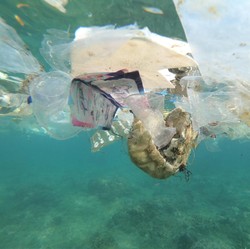 Tangkal 'Kiamat', Australia Gandeng RI Bikin Ini