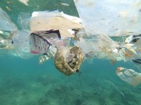 Tangkal 'Kiamat', Australia Gandeng RI Bikin Ini