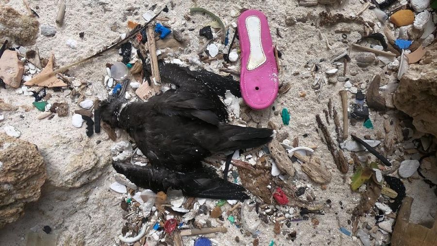 Kejadian ini menggambarkan kekhawatiran yang meningkat tentang kerusakan lingkungan dari jumlah sampah plastik secara global.
