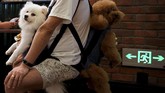 Seorang pria membawa dua ekor anjing di sebuah pasar tradisional di Shanghai, China. (Reuters/Aly Song)