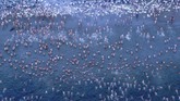 Peserta renang tanpa busana Dark Mofo terlihat di sungai Derwent, Hobart, Australia, saat matahari tenggelam. Acara itu digelar saat matahari berada pada titik terdekatnya dengan bumi. (AAP/Rob Blakers/via Reuters)