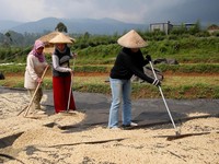 Aplikasi Ini Bisa Bantu Petani Dapat KUR & Prediksi Panen
