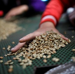 Industri Kopi Stagnan, Mungkin 2 Tahun Lagi RI Jadi Importir