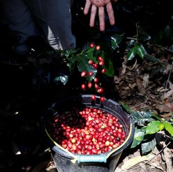 Menko Darmin: RI Harus Punya Lembaga Riset untuk Kopi