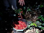 Kafe Bermunculan, Impor Kopi Melonjak Drastis 500%