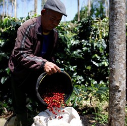 Update Komoditas: Harga Karet RI Lompat, Kopi Masih Miris