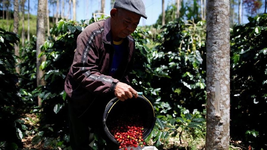 A worker harvests arabica coffee cherries at a plantation near Pangalengan, West Java, Indonesia May 9, 2018. Picture taken May 9, 2018. REUTERS/Darren Whiteside