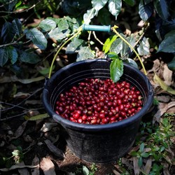 Laris Manis! RI Ekspor 3.000 Ton Kopi Robusta ke Mesir