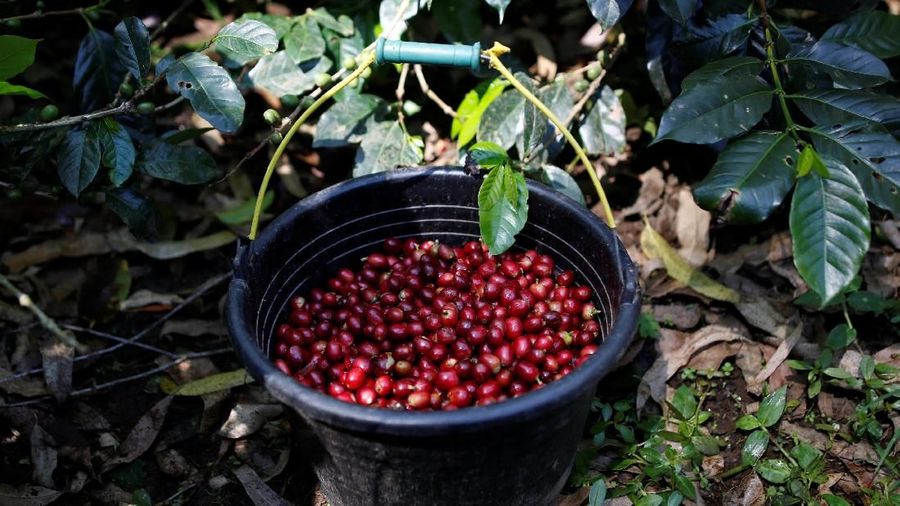 Freshly harvested arabica coffee cherries are seen in a bucket at a plantation near Pangalengan, West Java, Indonesia May 9, 2018. Picture taken May 9, 2018. REUTERS/Darren Whiteside