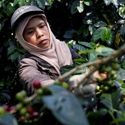 Lapor Pak Jokowi! RI Kena Jegal Eropa Lagi, Sawit & Kopi Kena