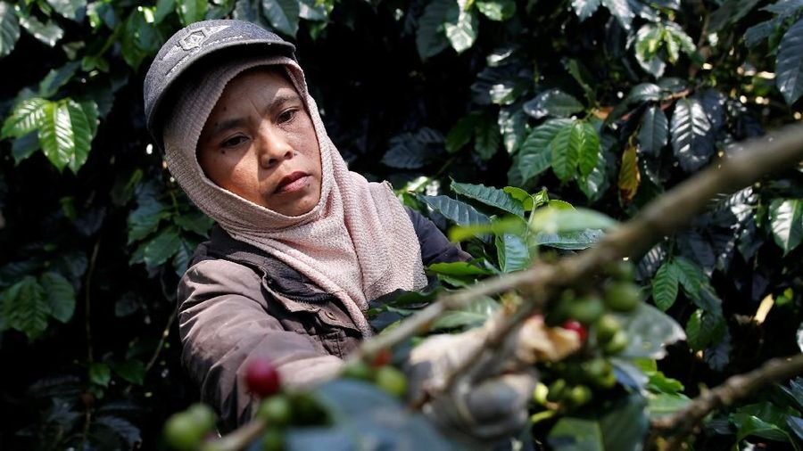 A worker harvests arabica coffee cherries at a plantation near Pangalengan, West Java, Indonesia May 9, 2018. Picture taken May 9, 2018. REUTERS/Darren Whiteside