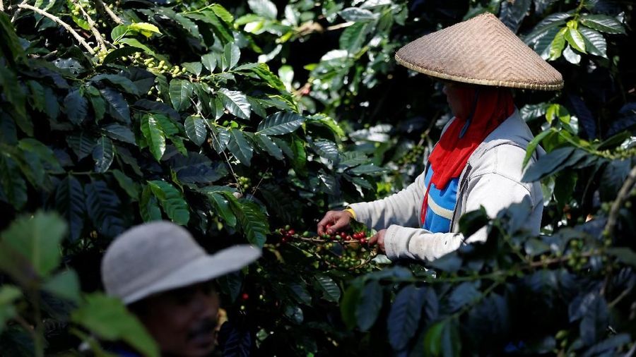 Konsumsi kopi di Indonesia hampir dua kali lipat dalam 10 tahun terakhir, karena banyak anak muda Indonesia dipengaruhi oleh kebiasaan minum kopi