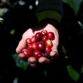 Bukan Arabika, Biji Kopi Indonesia Ini Bikin Penasaran Dunia