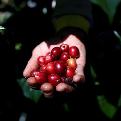 Bukan Arabika, Biji Kopi Indonesia Ini Bikin Penasaran Dunia