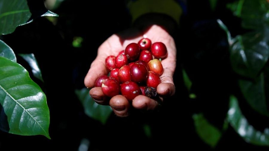 A worker harvests arabica coffee cherries at a plantation near Pangalengan, West Java, Indonesia May 9, 2018. Picture taken May 9, 2018. REUTERS/Darren Whiteside