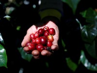 Bukan Arabika, Biji Kopi Indonesia Ini Bikin Penasaran Dunia