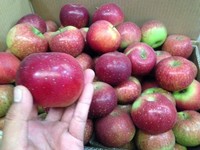 Waspada Kolesterol Jelang Lebaran, Cegah dengan 5 Buah Ini