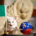 Nigeria vs Argentina, Achilles Kucing Peramal Pilih Mana?