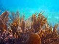 Nasib Terumbu Karang Indonesia Usai Tsunami