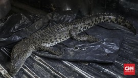 BKSDA Hentikan Sementara Penyisiran Buaya di Kali Grogol