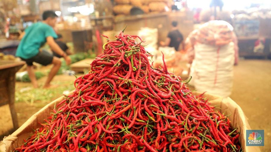 Adapun cabai rawit merah dan hijau masing-masing dijual di kisaran harga Rp 15.000-17.500/kg dan Rp 20.000-23.000/kg.
