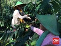 Upacara Panen Kopi Sengon, Simbol Kawin Sri dan Joko