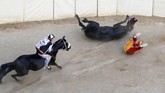 Sedangkan pengadaan pada 16 Agustus untuk menghormati Palio dell'Assunta, untuk menghormati kejadian Maria Diangkat ke Surga. (REUTERS/Stefano Rellandini)