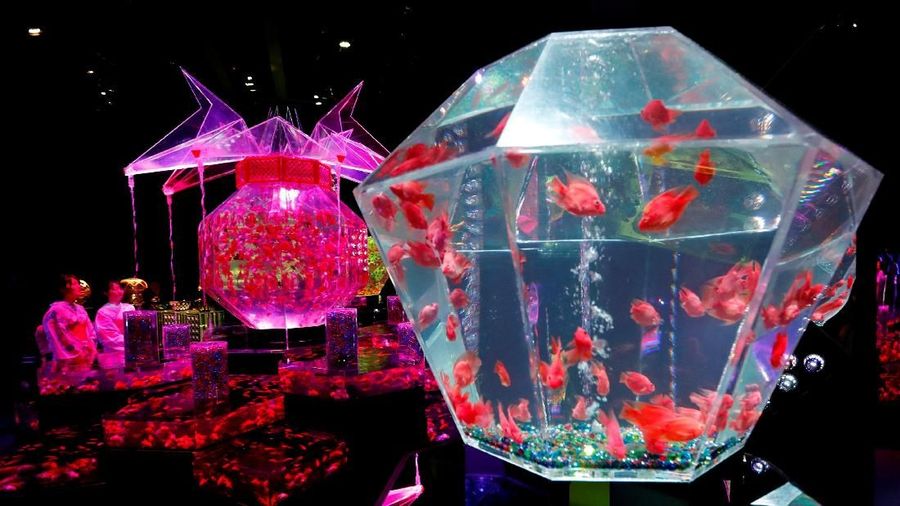 Pameran ini menampilkan ikan mas hias dengan berbagai akuarium hiasan dan kolam dengan pencahayaan dan efek yang berwarna-warni.