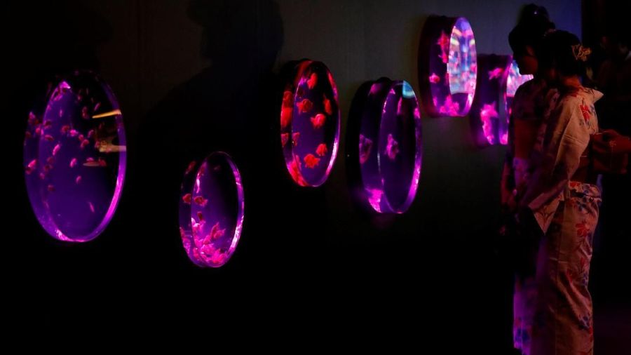 Pameran ini menampilkan ikan mas hias dengan berbagai akuarium hiasan dan kolam dengan pencahayaan dan efek yang berwarna-warni.