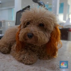 Viral Anjing Ini Makan Uang Cash Rp62 Juta Milik Majikan