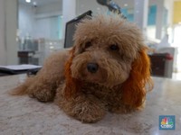 Viral Anjing Ini Makan Uang Cash Rp62 Juta Milik Majikan