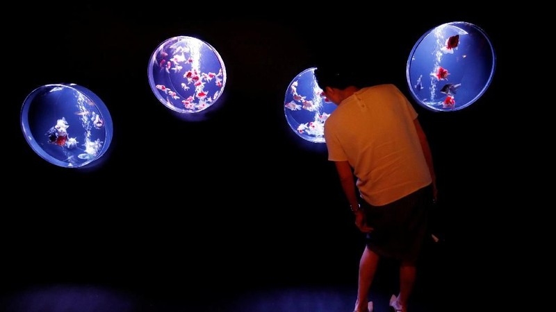 Pameran ini menampilkan ikan mas hias dengan berbagai akuarium hiasan dan kolam dengan pencahayaan dan efek yang berwarna-warni.
