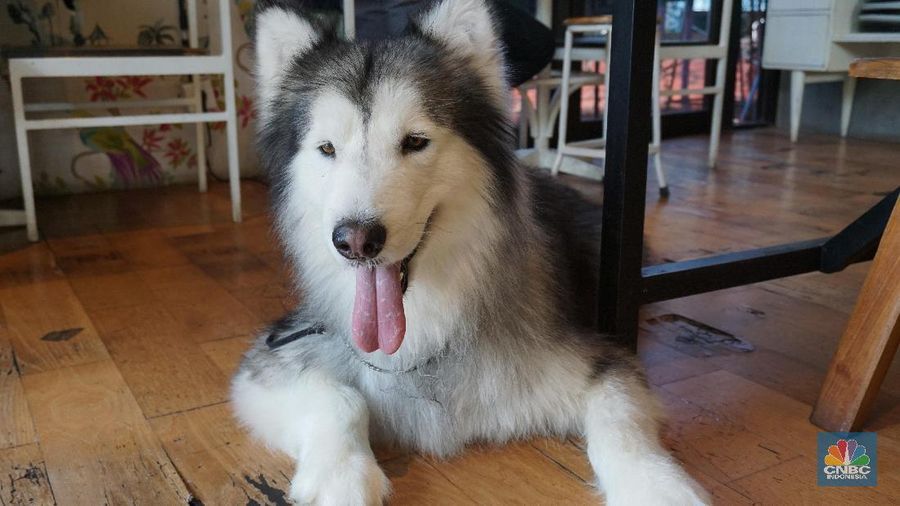Anjing peliharaan dimanja oleh crazy rich.