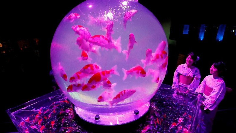 Pameran ini menampilkan ikan mas hias dengan berbagai akuarium hiasan dan kolam dengan pencahayaan dan efek yang berwarna-warni.