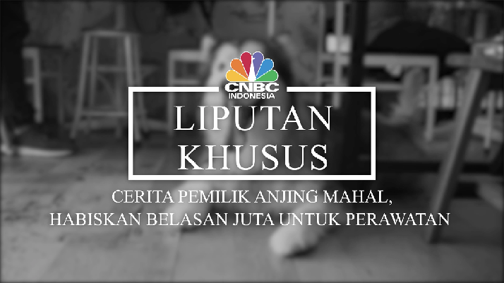 Berkenalan Dengan Spike Anjing Berpenghasilan Rp 200 Juta