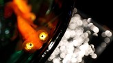 Tahun ini, Art Aquarium yang digelar di Nihonbashi mengusung tema ‘Edi: Coolness of KINGYO.’ Kingyo, atau ikan emas, telah menjadi ikon sejarah di area Nihonbashi, di mana orang-orang akan datang untuk melihat ikan emas dan bersantai sambil beristirahat dari terik matahari di musim panas. (REUTERS/Kim Kyung-Hoon)