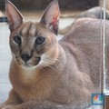 Kucing Liar Ini Harganya Mencapai Ratusan Juta Rupiah
