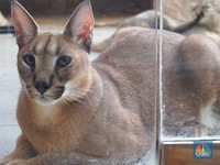 Kucing Liar Ini Harganya Mencapai Ratusan Juta Rupiah