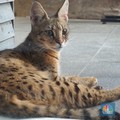 Ini Cara Miliki Kucing Liar Tapi Mahal