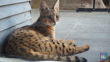 Gemas Hewan Hewan Lucu Ini Harganya Setara Satu Mobil