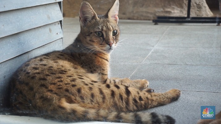 Ini Cara Miliki Kucing Liar Tapi Mahal