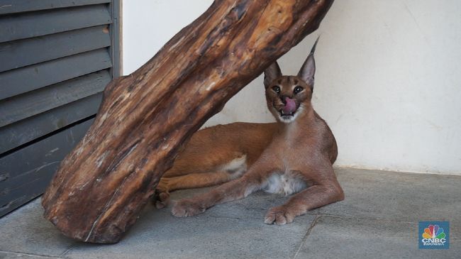 Caracal cat shop harga