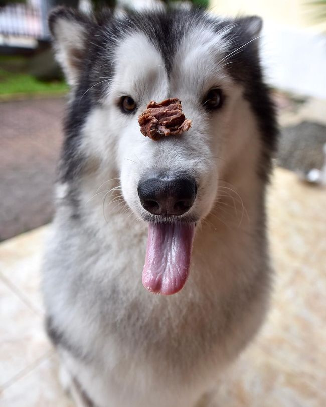 Tertarik Pelihara Anjing Ras Ini Tips Perawatannya